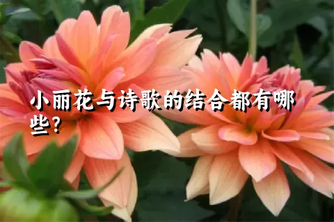 小丽花与诗歌的结合都有哪些？