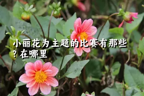 小丽花为主题的比赛有那些？在哪里