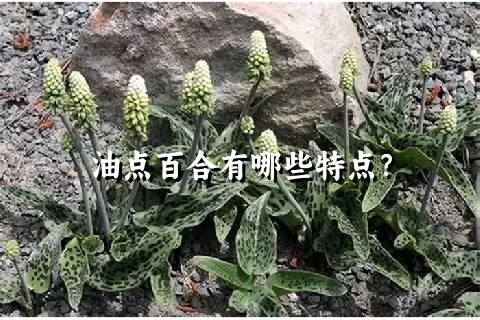 油点百合有哪些特点？