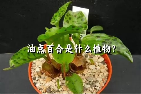 油点百合是什么植物？