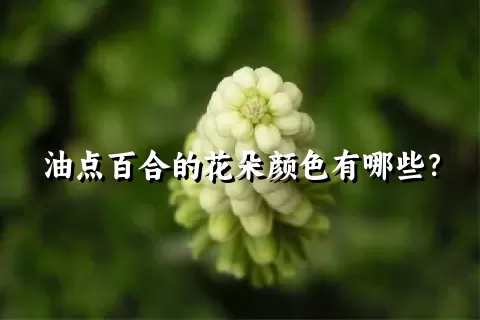 油点百合的花朵颜色有哪些？