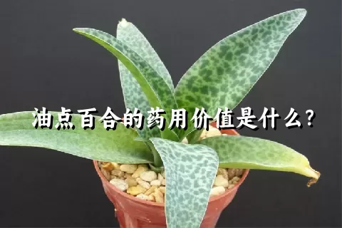 油点百合的药用价值是什么？