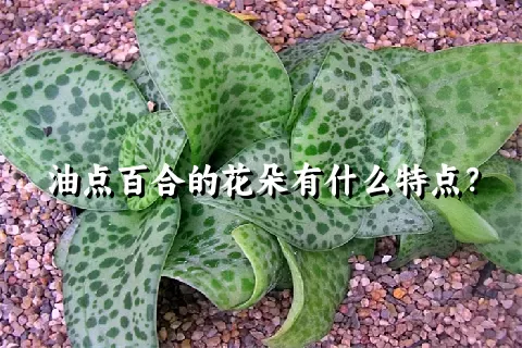 油点百合的花朵有什么特点？