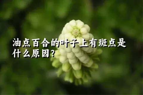 油点百合的叶子上有斑点是什么原因？