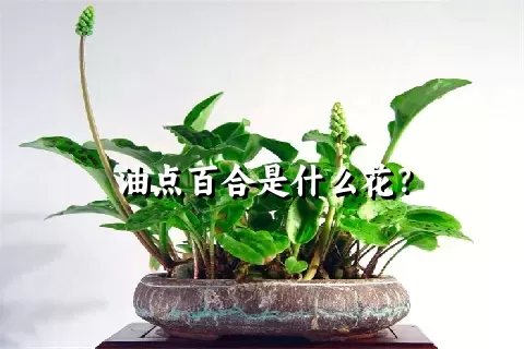 油点百合是什么花？