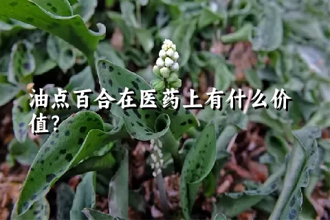 油点百合在医药上有什么价值？