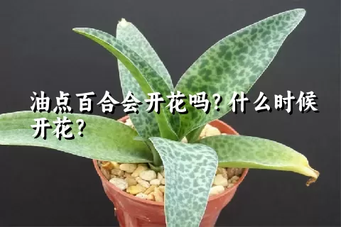 油点百合会开花吗？什么时候开花？