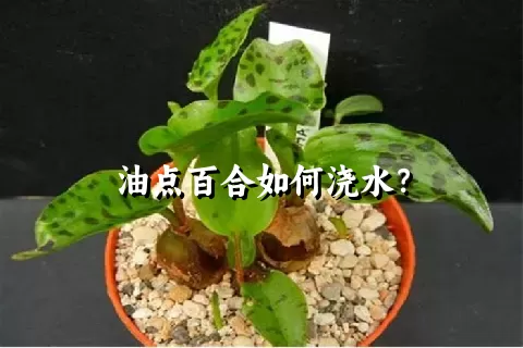 油点百合如何浇水？