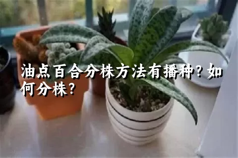 油点百合分株方法有播种？如何分株？