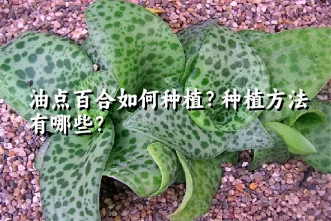 油点百合如何种植？种植方法有哪些？