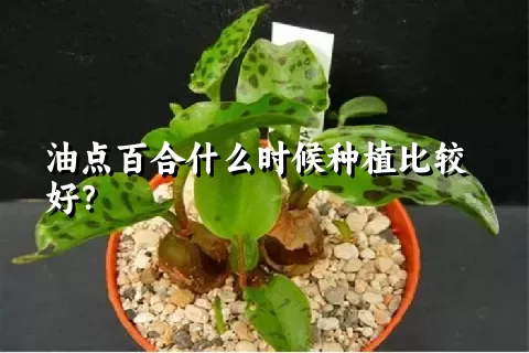 油点百合什么时候种植比较好？