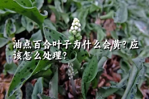 油点百合叶子为什么会黄？应该怎么处理？