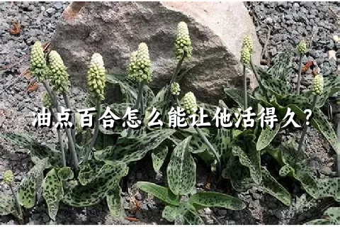 油点百合怎么能让他活得久？