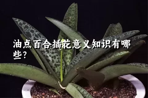 油点百合插花意义知识有哪些？