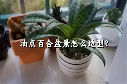 油点百合盆景怎么造型？