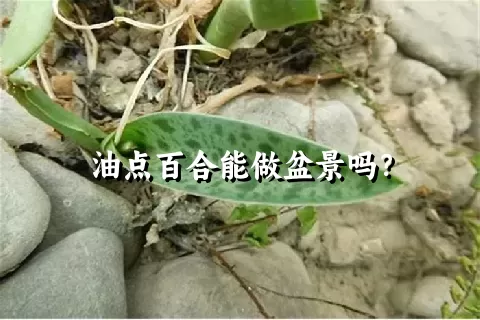 油点百合能做盆景吗？