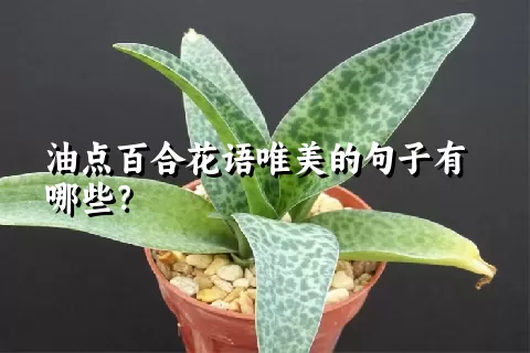 油点百合花语唯美的句子有哪些？