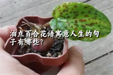 油点百合花语寓意人生的句子有哪些？