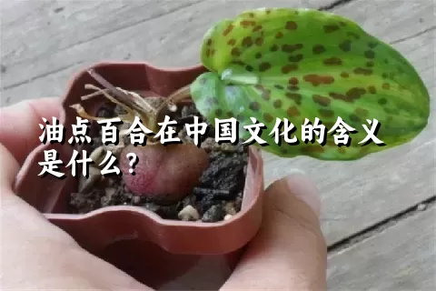 油点百合在中国文化的含义是什么？