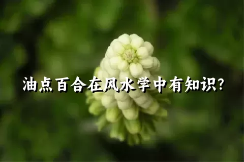 油点百合在风水学中有知识？