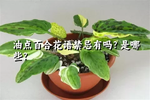 油点百合花语禁忌有吗？是哪些？