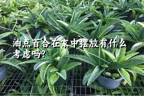 油点百合在家中摆放有什么考虑吗？