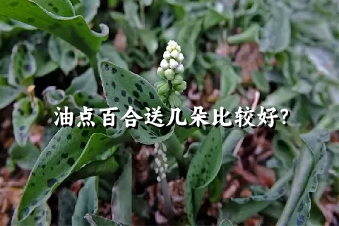 油点百合送几朵比较好？