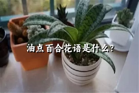 油点百合花语是什么？