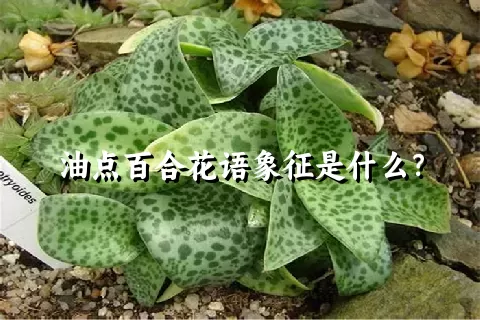 油点百合花语象征是什么？