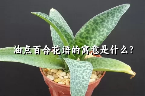 油点百合花语的寓意是什么？