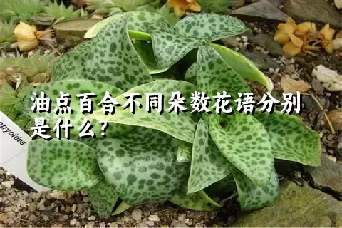 油点百合不同朵数花语分别是什么？