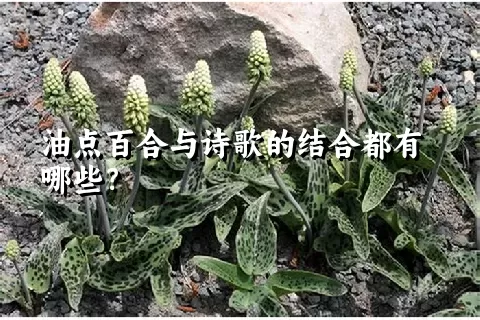 油点百合与诗歌的结合都有哪些？