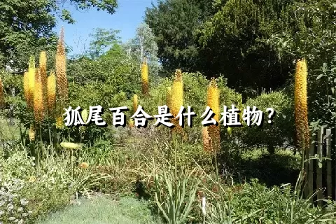 狐尾百合是什么植物？