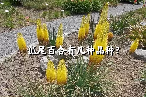 狐尾百合有几种品种？