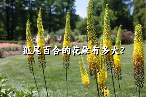 狐尾百合的花朵有多大？