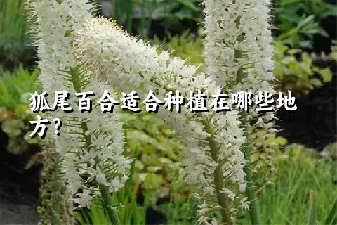 狐尾百合适合种植在哪些地方？