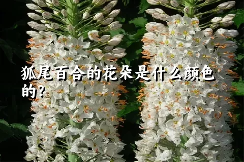 狐尾百合的花朵是什么颜色的？