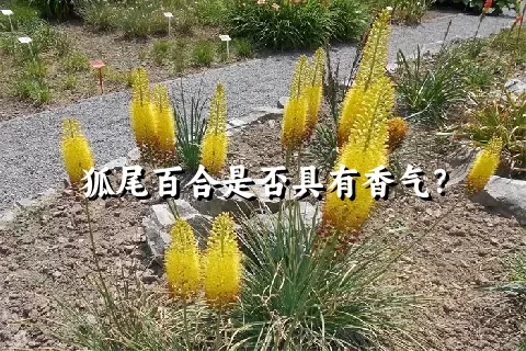 狐尾百合是否具有香气？