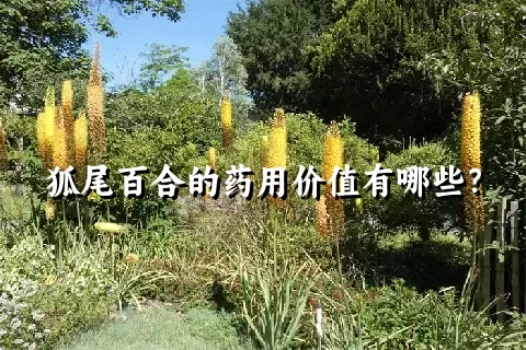 狐尾百合的药用价值有哪些？