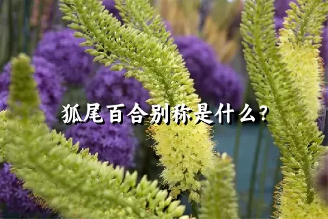 狐尾百合别称是什么？