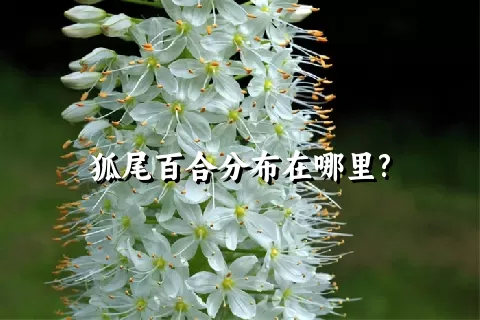 狐尾百合分布在哪里?