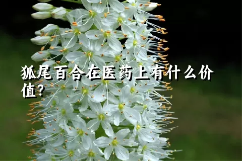 狐尾百合在医药上有什么价值？