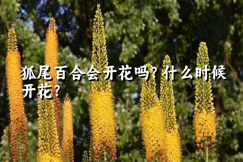 狐尾百合会开花吗？什么时候开花？