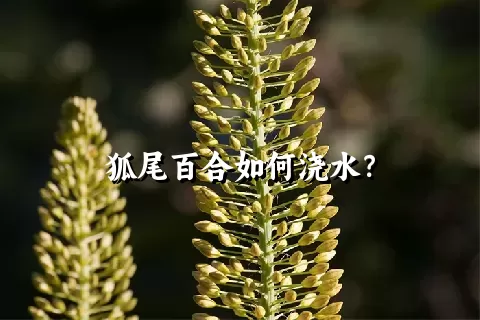 狐尾百合如何浇水？