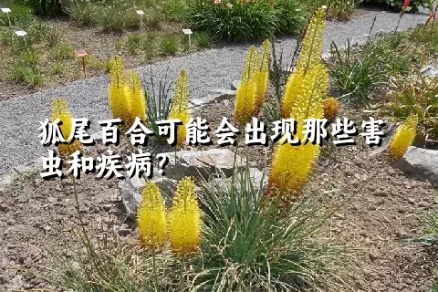 狐尾百合可能会出现那些害虫和疾病？