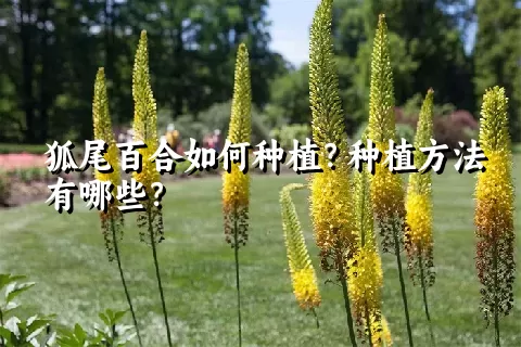 狐尾百合如何种植？种植方法有哪些？