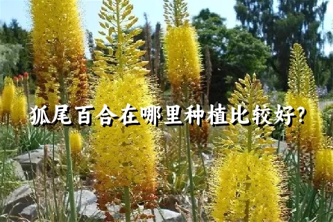 狐尾百合在哪里种植比较好？