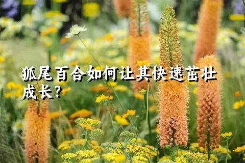 狐尾百合如何让其快速茁壮成长？