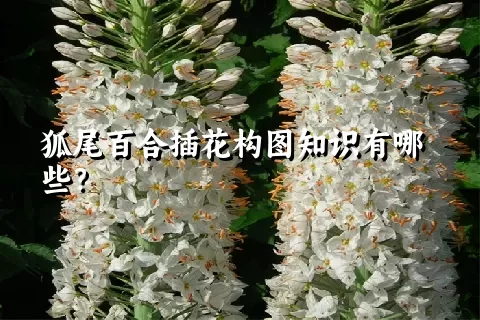 狐尾百合插花构图知识有哪些？