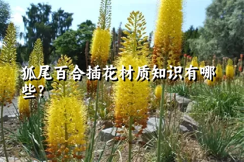 狐尾百合插花材质知识有哪些？